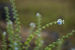 Paracaryopsis lambertiana